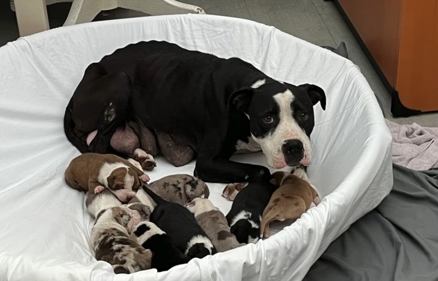 A mother dog lies next to her puppies