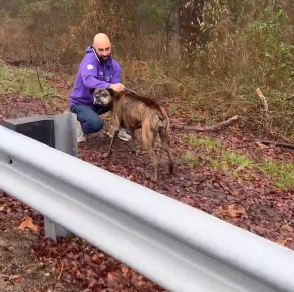 man saving dog on a highway
