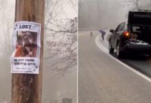 Rescuer Was Shocked When He Saw A Missing Dog On The Road So He Went To Help Him 