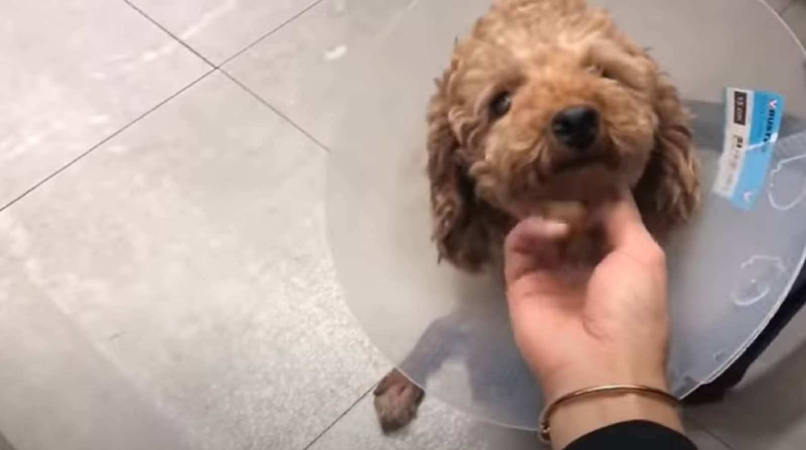 puppy wears a cone after surgery