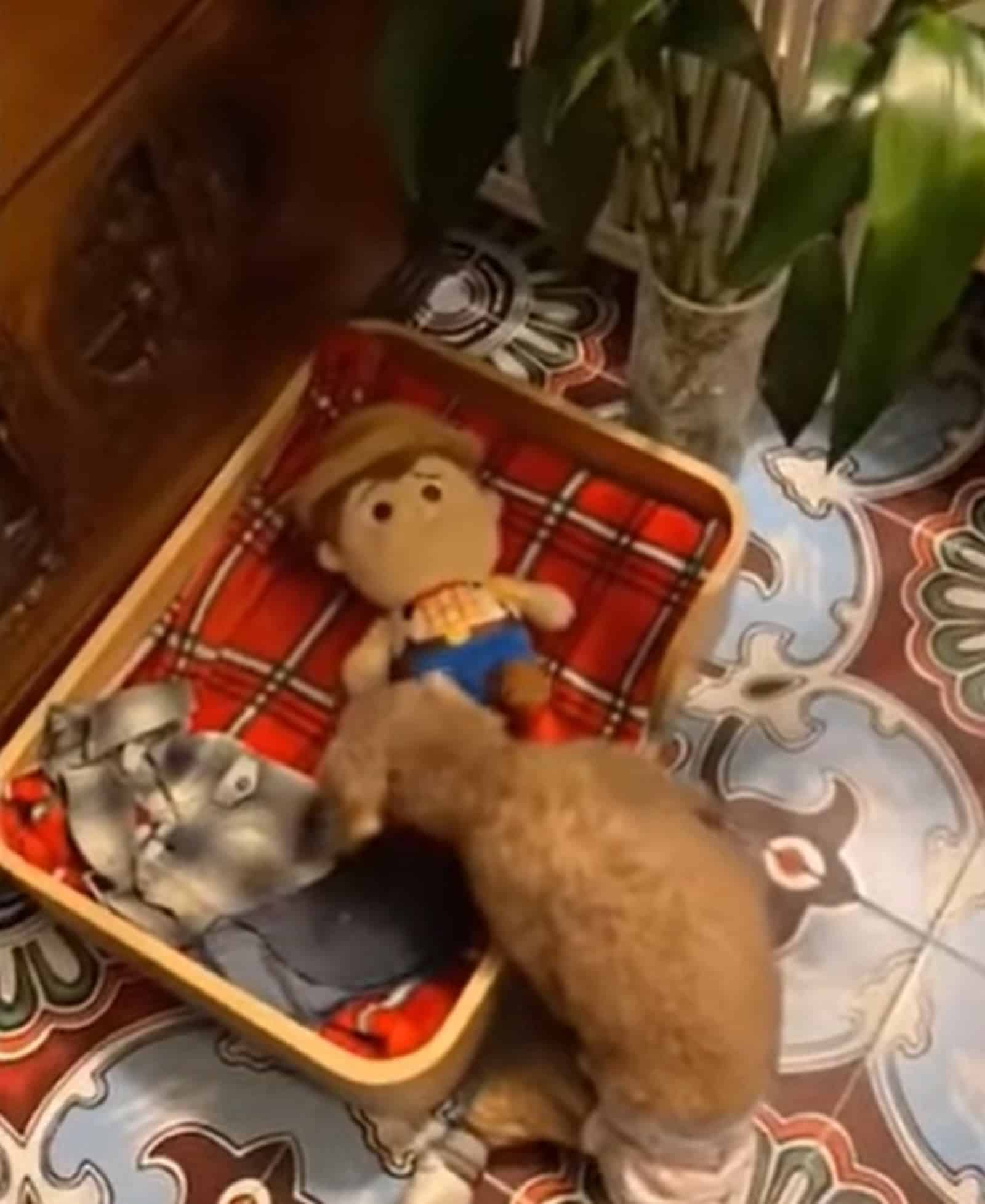 puppy playing with a toy in his bed