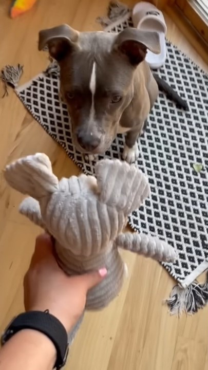 dog looking at a toy