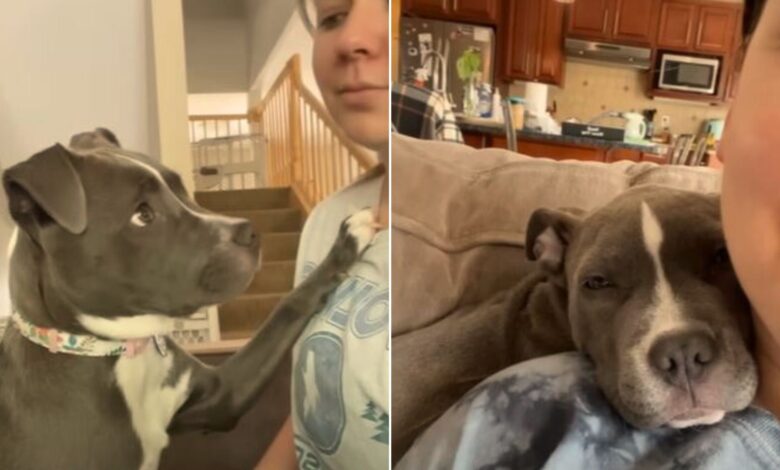 A Sweet Rescue Dog Doesn’t Like Being Separated From His New Mom