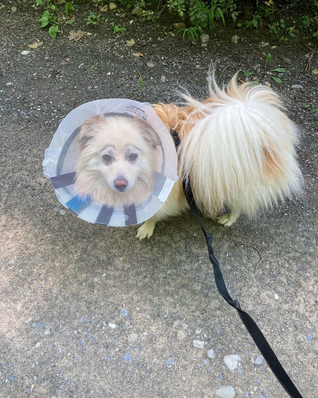white dog after surgery