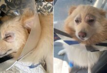 Watch Rescue Pup’s Marvelous Reaction When He Sees The World Around Him Clearly For The First Time