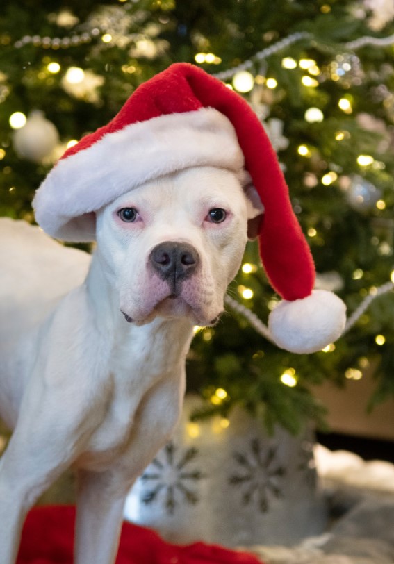 portrait of a dog next to a Christmas tree with a cap on its head