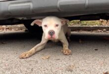 Rescuers Found This Starving Dog Hiding Under A Car Only Waiting For Help