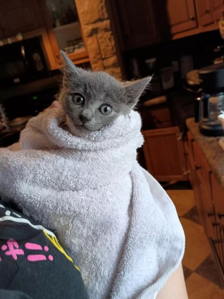 little kitten with blanket on it