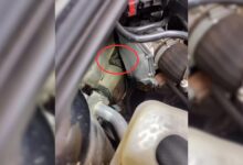 Family Heard Strange Noise Coming From Car Engine Soon Realized That They Were Little Cries