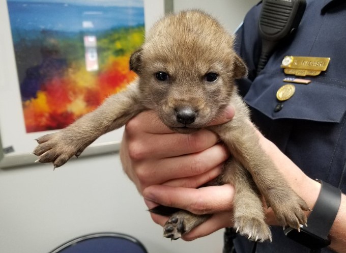 the policeman brought a puppy to the police station