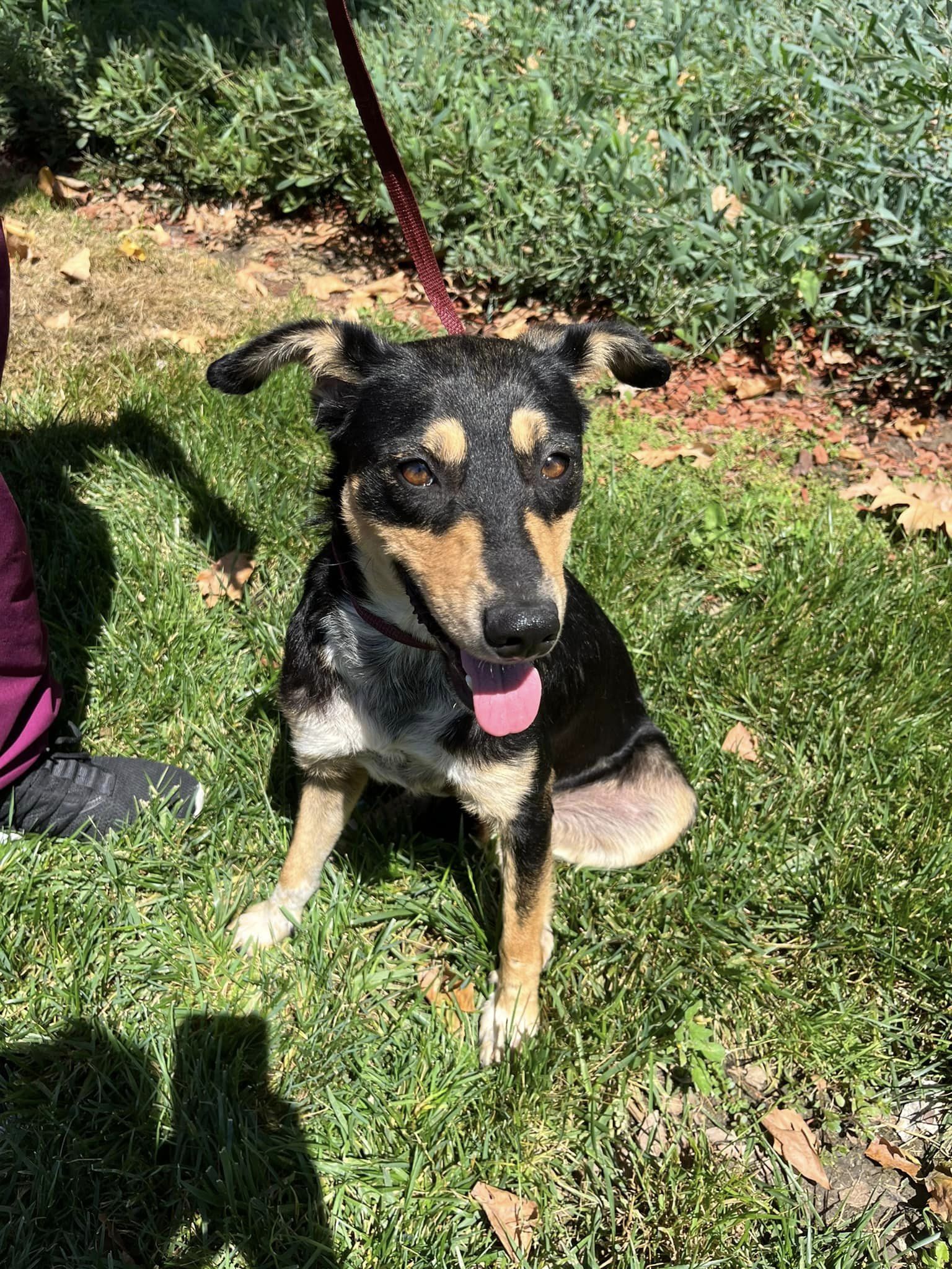 Abandoned Dog Doesn’t Want To Leave The Place Where He Last Saw His Family