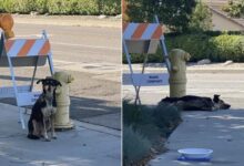 Abandoned Dog Doesn’t Want To Leave The Place Where He Last Saw His Family