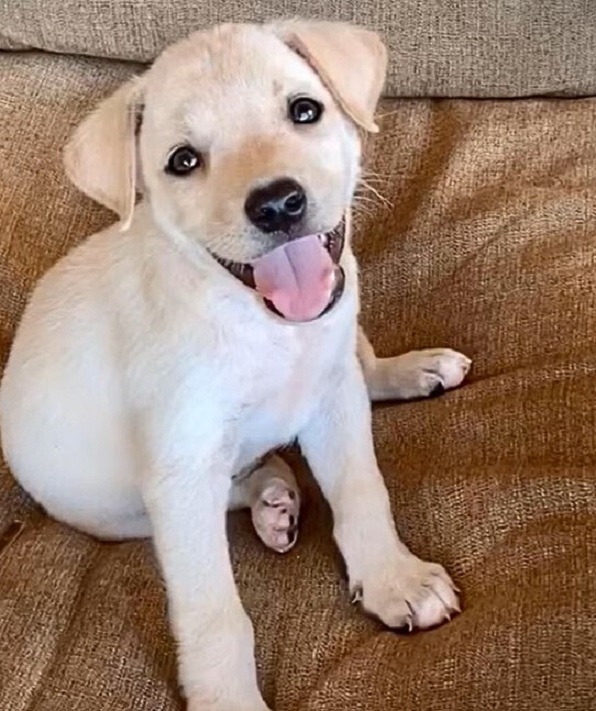 smiling puppy sitting on a brown couch