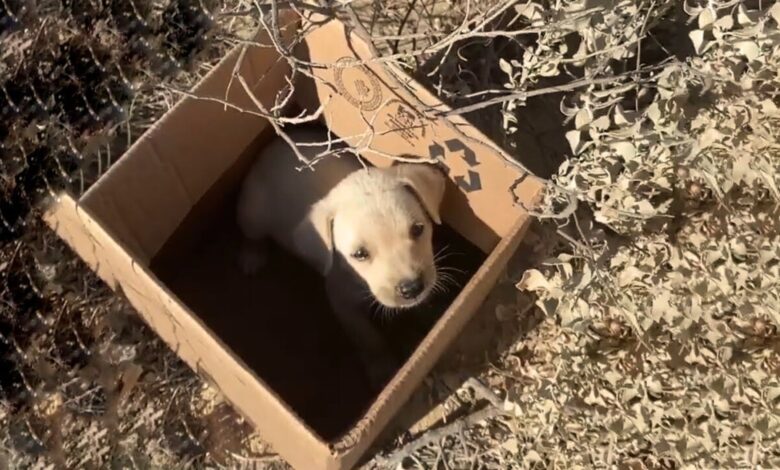 Volunteers Find A Crying Puppy Who Was Separated From His Mom And Dumped On The Railroad Tracks