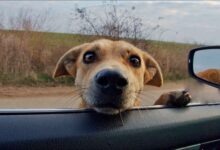 This Sweet Mama Dog Sticked Her Head Into A Strangers Car To Ask For Help