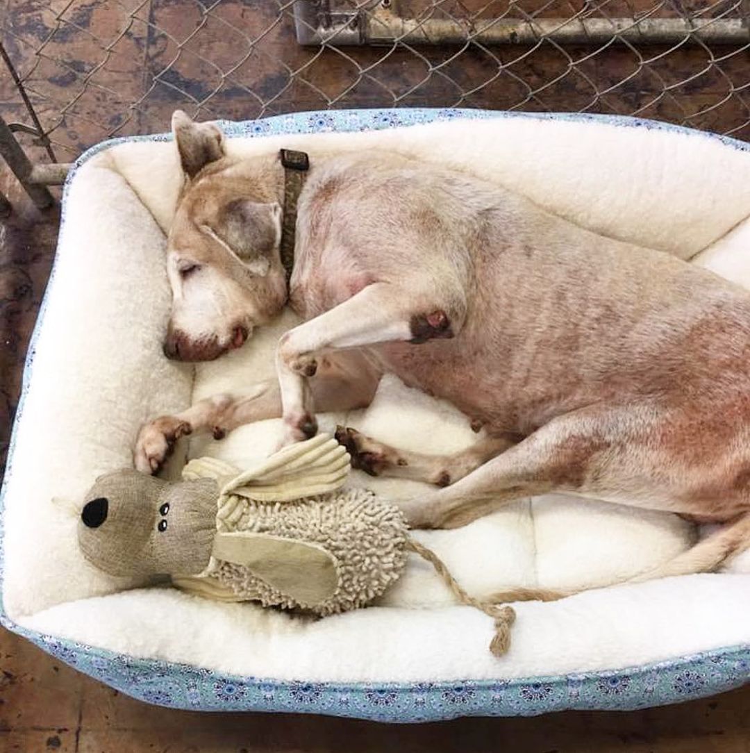 senior dog lying in dog bed with a toy