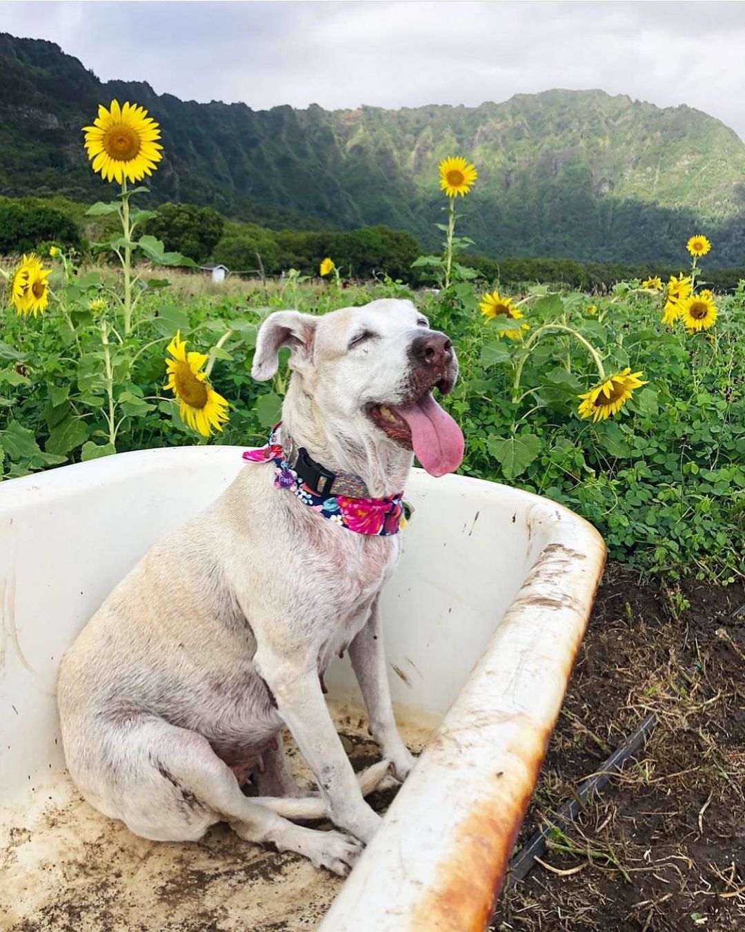 dog in a field of sunflowers