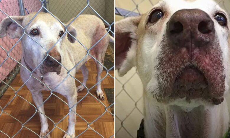 This Senior Dog Lived In A Shelter For 7 Years Without Ever Meeting Anyone Who Might Adopt Her