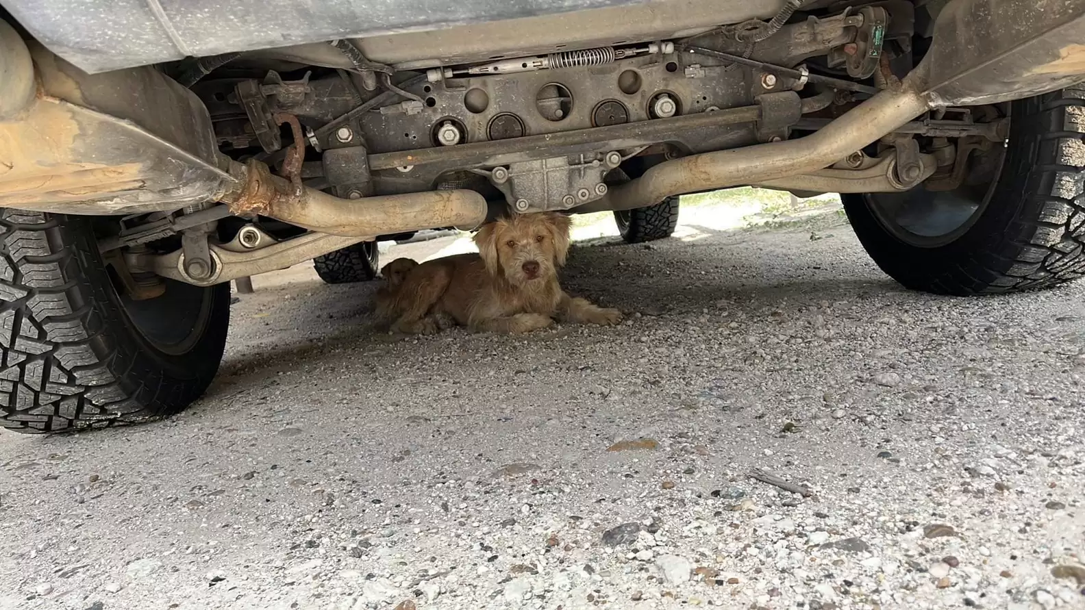 scared stray dog lying under a car