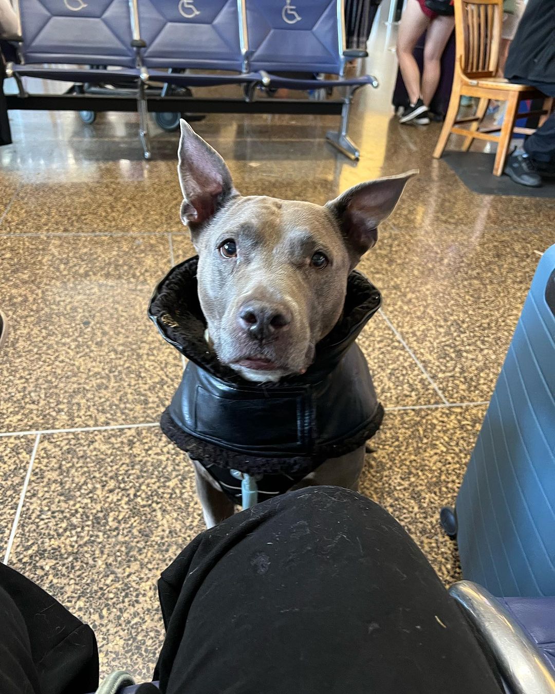 photo of dog at the airport