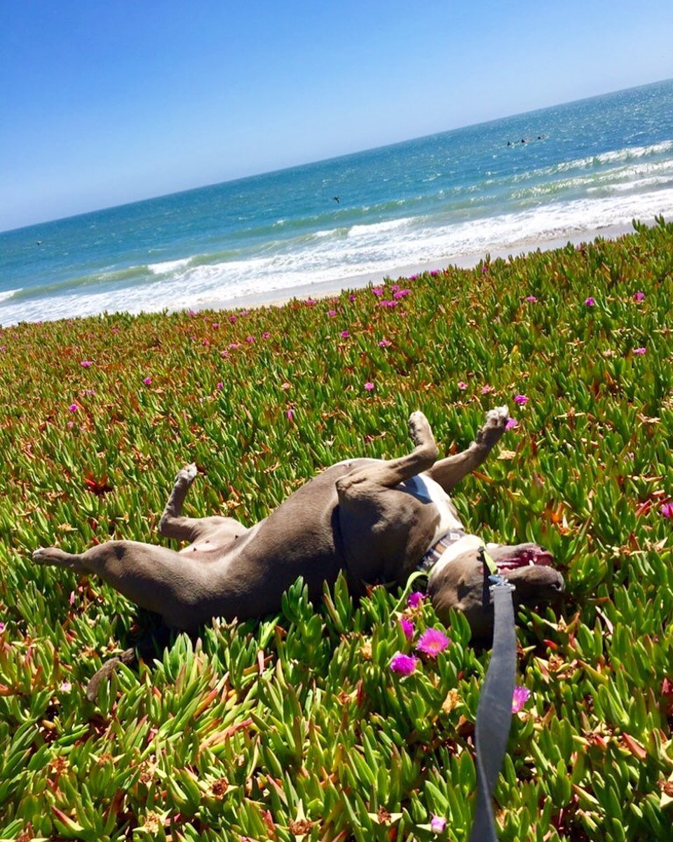 dog lying in flowers by the ocean