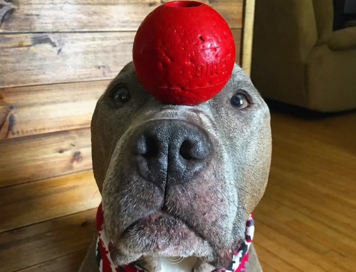 pitbull with a red ball on head
