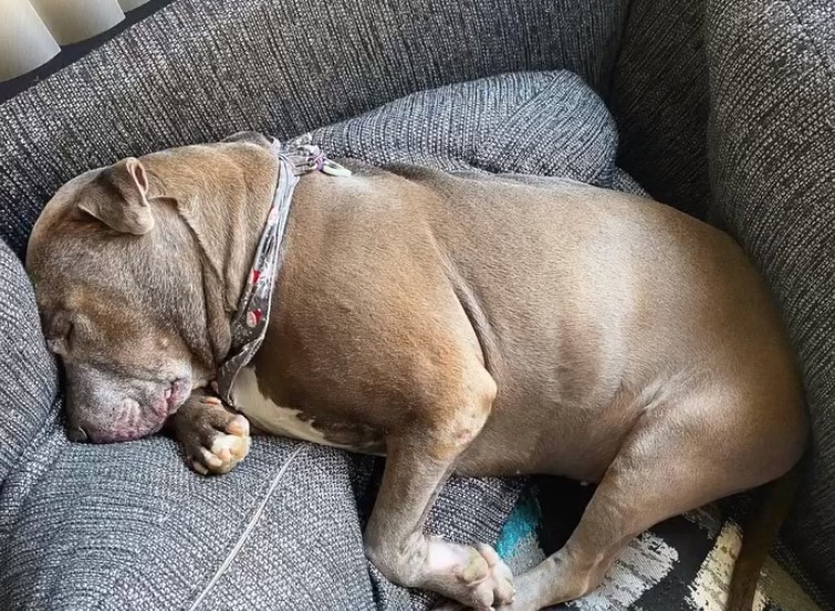 photo of pitbull sleeping on couch
