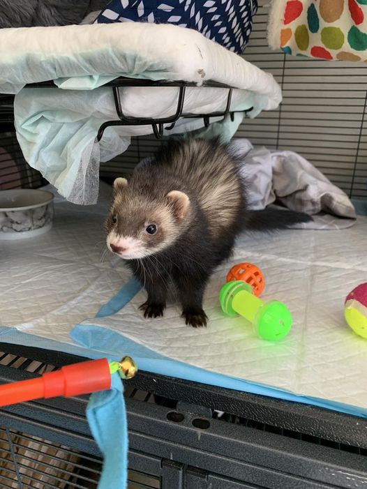 ferret with toys at the shelter