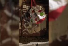 Woman Was Shocked When She Saw A Fluffy Head Peeking From The Bag On The Container