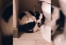 A Dog Found Hiding In A Bathroom Shocked Rescuers With Her Secret