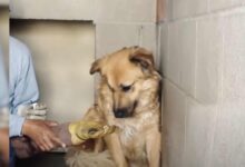 A Sweet Rescue Dog Scared Of Humans Learns How To Love Again