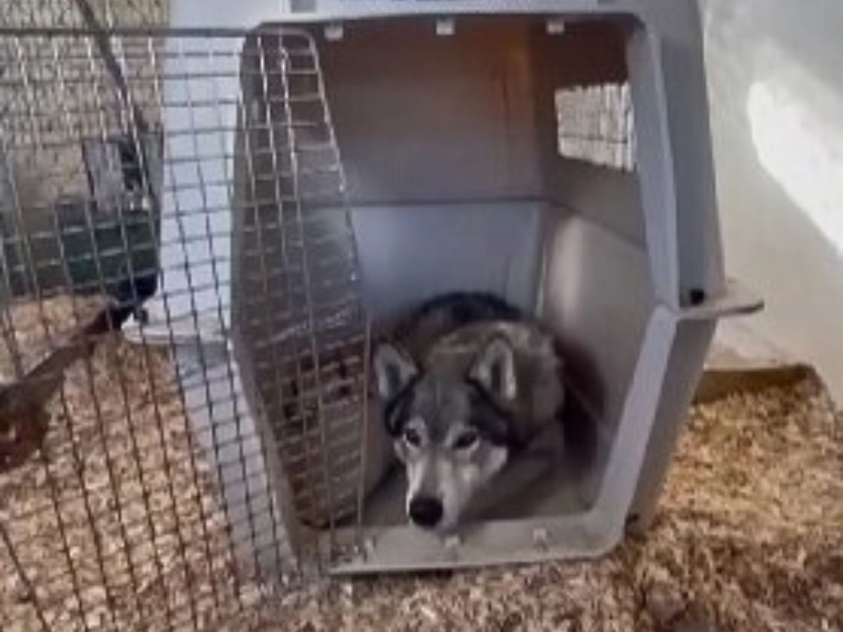 a frightened dog in an open cage