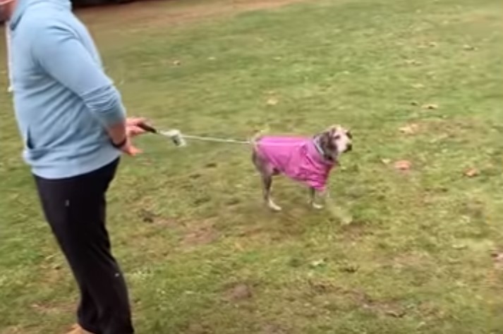 dog on a leash walking on grass