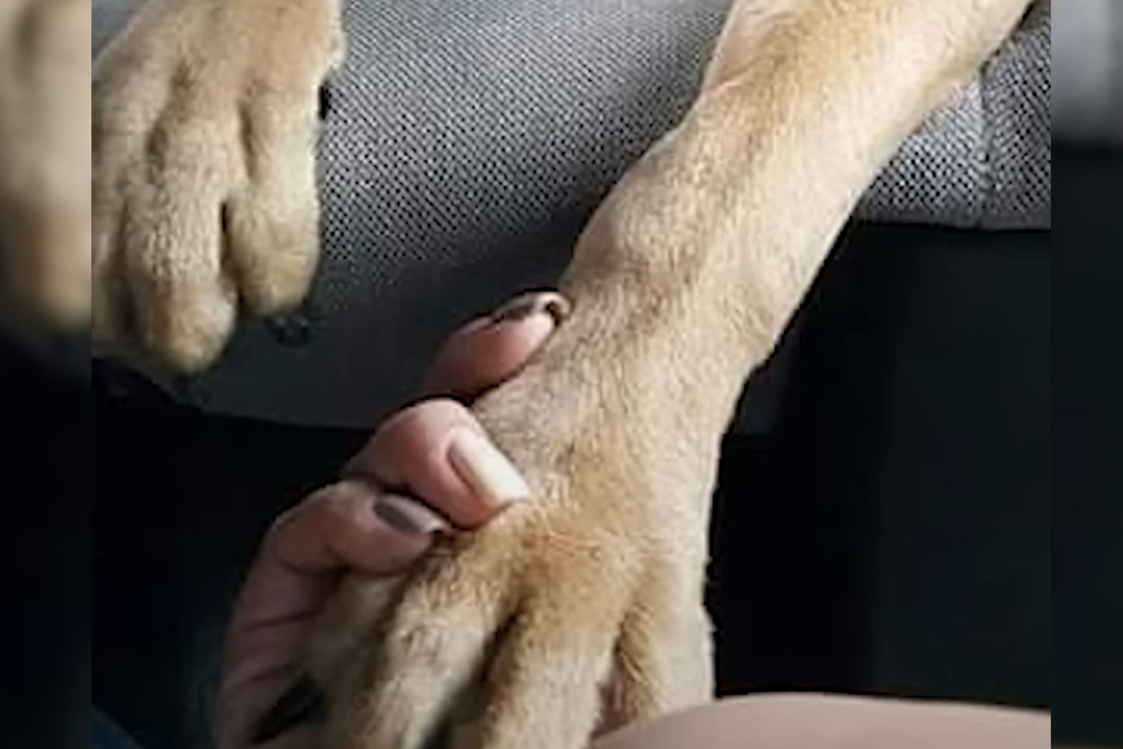 dogs paw in owners hand