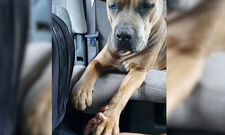 Scared Dog Held Her Rescuer’s Arm On The Way To The Veterinarian Clinic