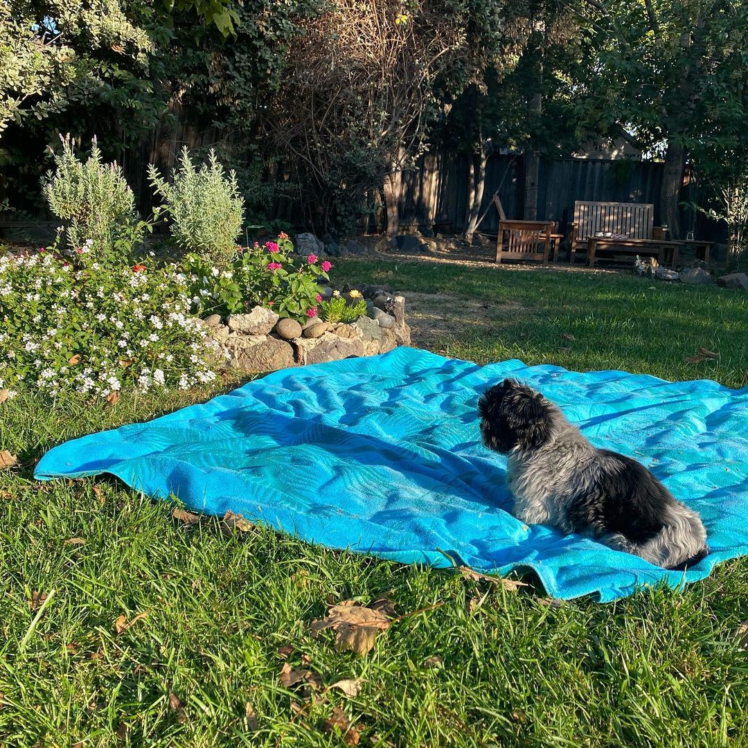 dog laying on a blue rug