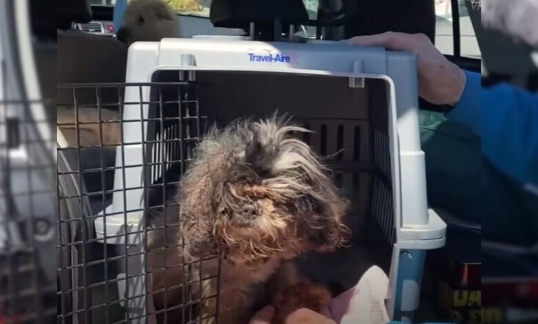Watch This 16-Year-Old Dog Experiencing Freedom After 10 Long Years Of Captivity