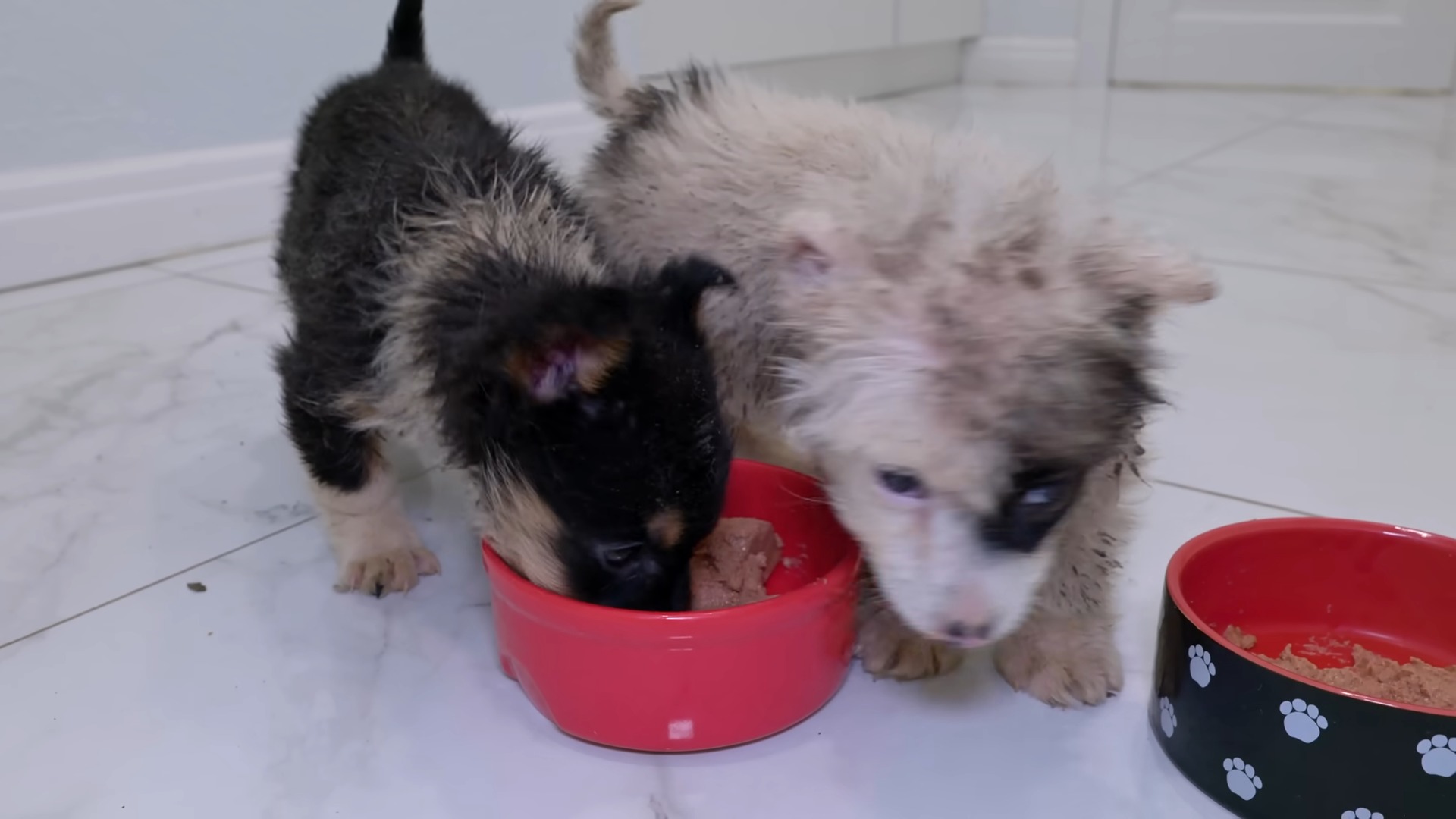 two puppies eat from a plastic bowl