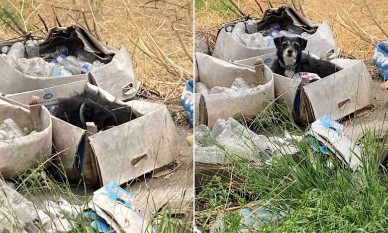 Heartbroken Senior Dog Sleeps In A Box And Waits For His Family To Come Back