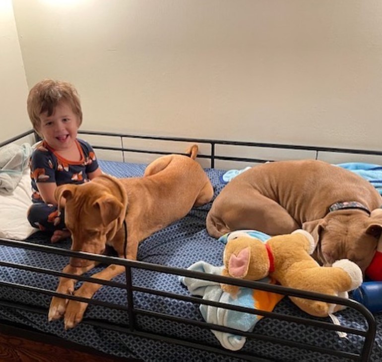 two dogs lie on the bed with the boy