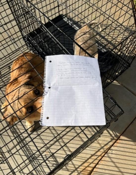 two dogs left outside the shelter with a farewell message