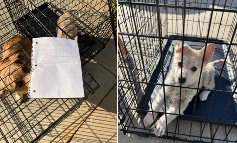 Staff Shocked To Find Two Puppies Dumped In Front Of A Shelter With A Note