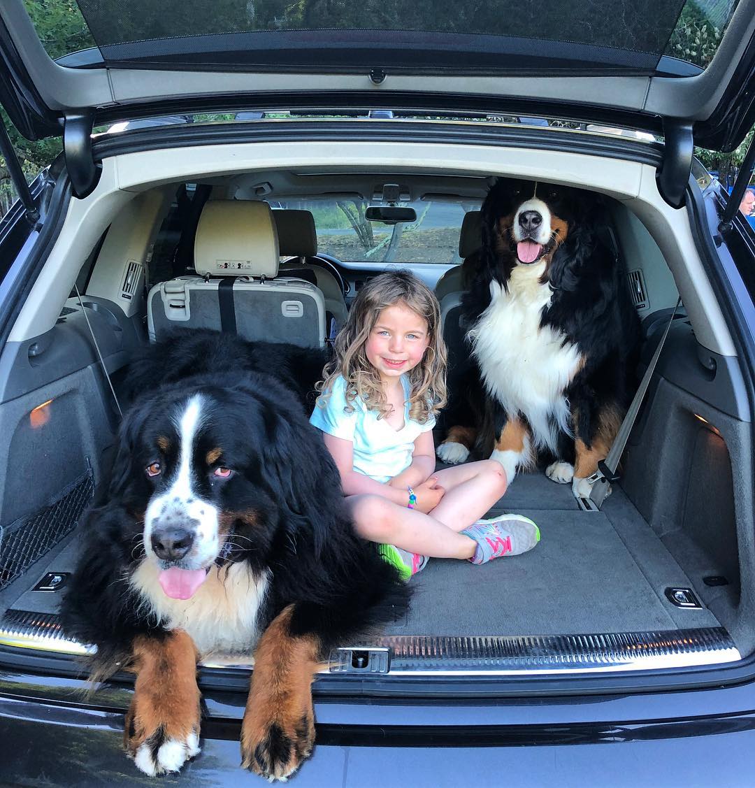 girl sitting in the trunk with two dogs