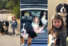 Giant Dogs And Their Little Hooman Sister Are Best Friends In The World