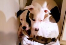 Rescue Pit Bull Finds Way To His Long-Lost Brother, They Are Now Inseparable