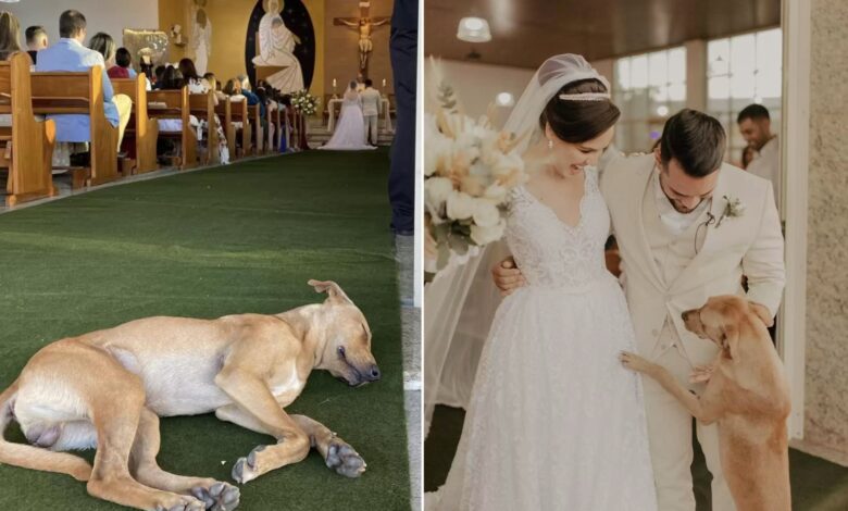 Adorable Stray Dog Crashes Wedding Ceremony And Steals The Whole Show
