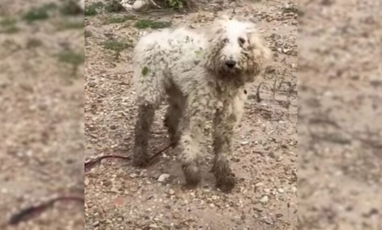 Injured Poodle Decided To Trust People Again, And They Repaid Him In The Best Possible Way