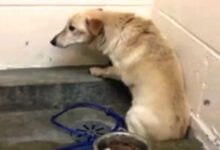 Heartbroken Dog Stares At Wall For Weeks, Waiting For His Family To Come Back