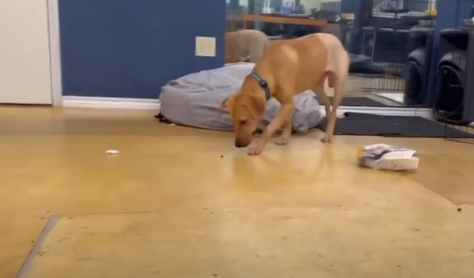 rescued dog walking in a room