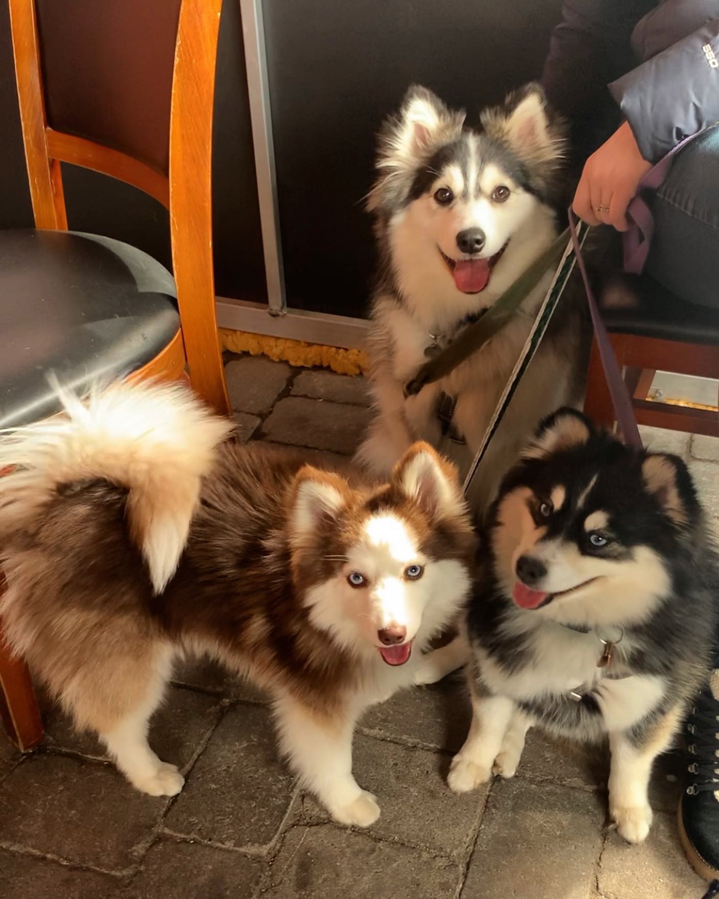 three cute dogs